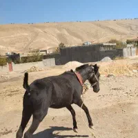 مادیان مشکی خوش نقش|اسب و تجهیزات اسب‌سواری|کرمانشاه, |دیوار