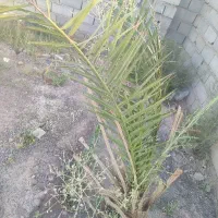 زمین-فروشی-میدان-پنجعلی-زاده