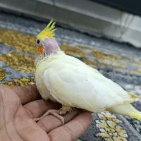 جوجه عروس هلندی|پرنده|زابل, |دیوار