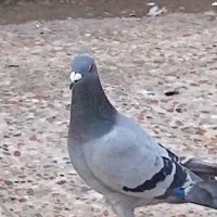 کبوتر پلاکی
