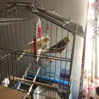 پرنده عروس هلندی|پرنده|تکاب, |دیوار