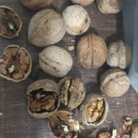 گردو معمولی خرید وفروش|عمده‌فروشی|رابر, |دیوار