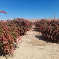 زرشک|خوردنی و آشامیدنی|قائن, |دیوار