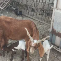 فروش دو بز پاکستانی شیرده و سه تا بزقاله|حیوانات مزرعه|چابهار, |دیوار