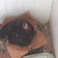 فروش مرغ و خروس محلی