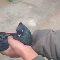 کبوتر سیاه و رنگی|پرنده|امیدیه, |دیوار