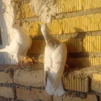 جفت پلاکی  موقعیت مرودشت