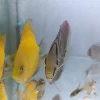 دیسکس|ماهی|تهران, خاک سفید|دیوار