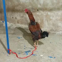 فروض خروس هفت ماه درجه یک