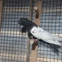 دسته سینه|پرنده|مرودشت, ثبت احوال|دیوار