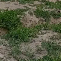 فروش قطعه مسکونی ۶۳مترکندرود