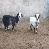 بزغاله پاکستانی دوبر