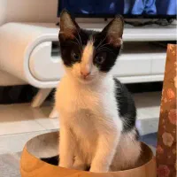 گربه گم شده در خیابان عرفان