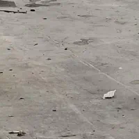 سگ ماده و توله سگ نر
