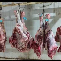 ماده گاو، ماده گاو تلیسه (تهران، البرز)