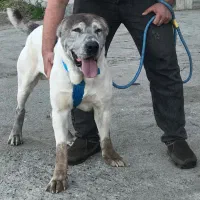 الابای دوساله