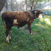 ورزا سپنتال