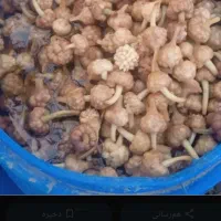 گل سیر