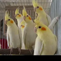 قبول سرپرستی پرندگان شما|پرنده|نوشهر, |دیوار