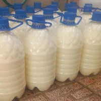 دوغ نهره محلی عمده و خورده