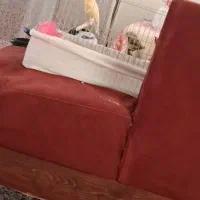 قناری نر