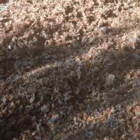 تفاله گوجه خشک شده دام و طیور