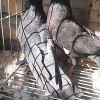 دوتا ماده سوسک کاکلی|پرنده|اردکان, |دیوار