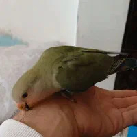 طوطی برزیلی اهلی|پرنده|اردبیل, |دیوار