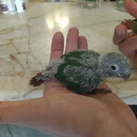 طوطی گرینچیک و مرغ عشق