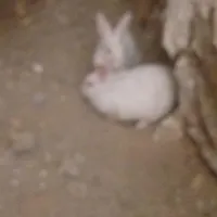 خرگوش