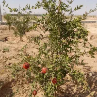 باغ ۱۵۰۰ متری میوه و پسته در گرگاب|فروش دفتر صنعتی، کشاورزی، تجاری|شاهین‌شهر, گرگاب|دیوار