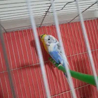 مرغ عشق با جوجه