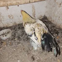 خروس محلی دورگ|حیوانات مزرعه|مرزنآباد, |دیوار