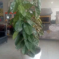 واگذاری وسایل کبابی