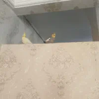 عروس هلندی|پرنده|تربت‌حیدریه, حیدرآباد|دیوار