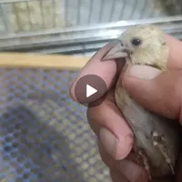 جوجه سهره درجه یک