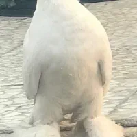 کبوتر ماده راعب کربلایی فروش و معاوضه با زاغ