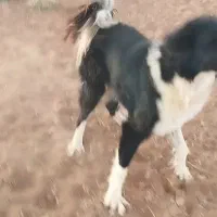 سگ نره