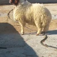 بره قوچ هترو از میش و گوسفند اصلاح شده|حیوانات مزرعه|ایوان, |دیوار