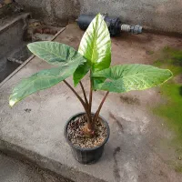 گل بابا آدم تنه قرمز|گل و گیاه طبیعی|هشتگرد, شهرک گلخانه|دیوار