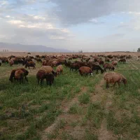 میش آبستن کلی ۲۰۰راس