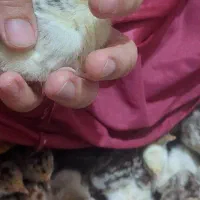 جوجه بوقلمون و اردک روسی