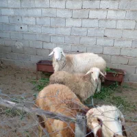 گوسفند نر بره سفید