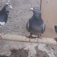 کبوتر رنگی .مسافتی|پرنده|بوئین زهرا, |دیوار