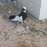 کبوتر زوردارساعت سنگین