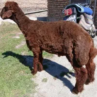 دوراس بره نر طوقلی قربانی