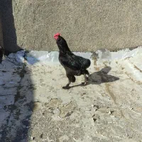 خروس  چهل تاج سر حال