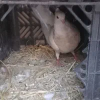 کفتر جهت تعویض