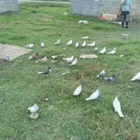 کبوتر پروازی