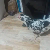 ۱دونه مرغ گلین|حیوانات مزرعه|اصفهان, شهرک کاوه|دیوار